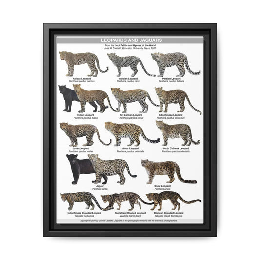 Leopards And Jaguars Guide Poster, Leopard Species Identification Horizontal Poster