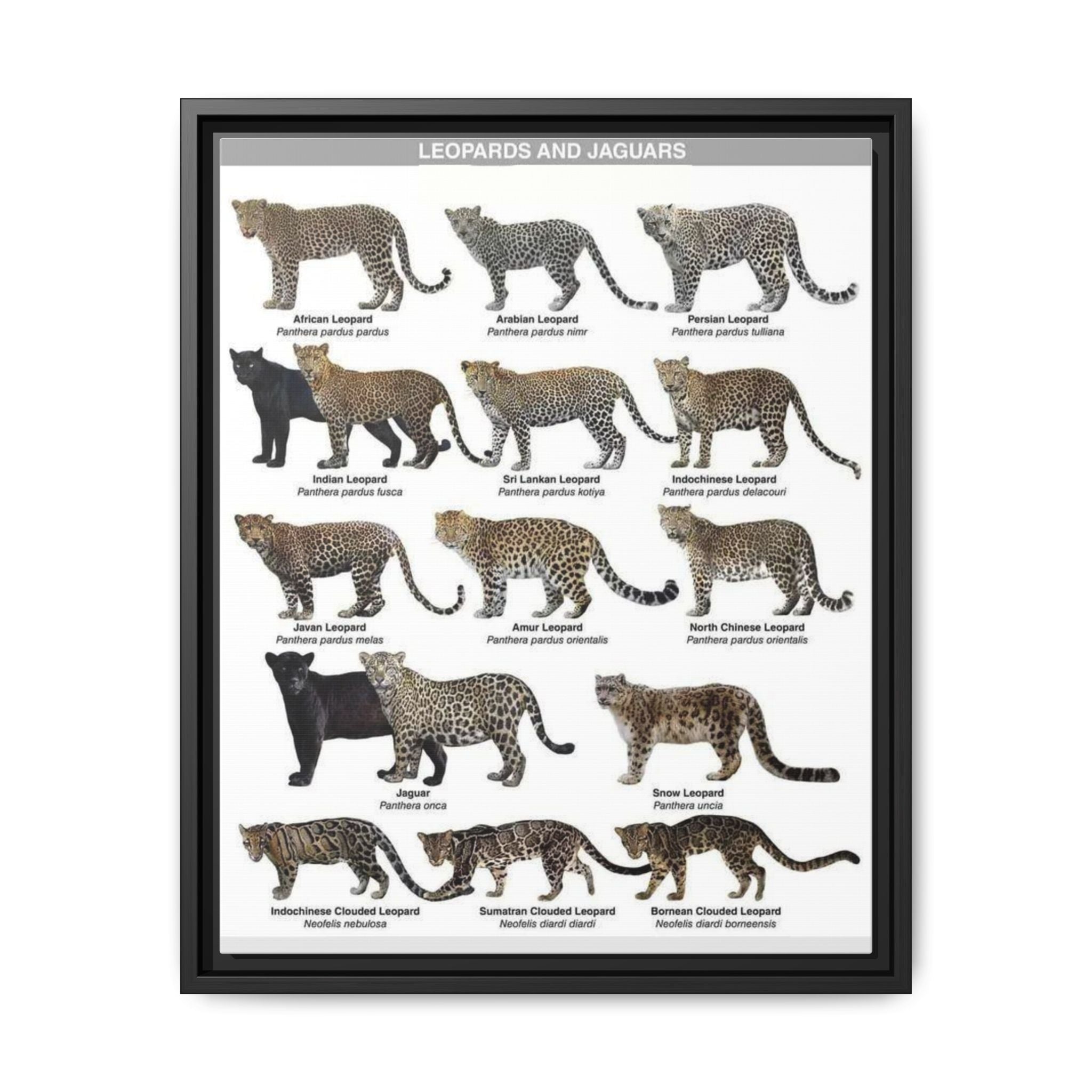 Leopards and Jaguars Around the World Poster, Leopard Subspecies Comparison Chart, Jaguar and Clouded Leopard Identification Guide, Wildlife Educational Canvas Print