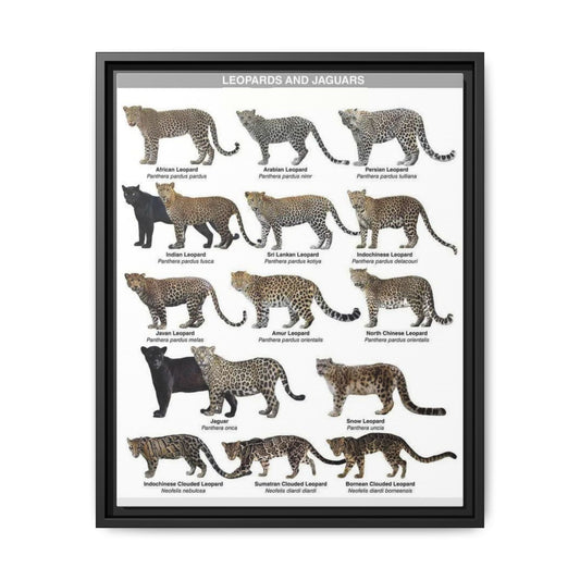 Leopards and Jaguars Around the World Poster, Leopard Subspecies Comparison Chart, Jaguar and Clouded Leopard Identification Guide, Wildlife Educational Canvas Print