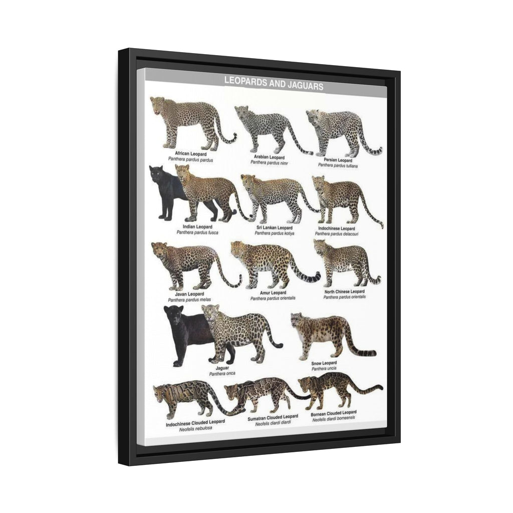 Leopards and Jaguars Around the World Poster, Leopard Subspecies Comparison Chart, Jaguar and Clouded Leopard Identification Guide, Wildlife Educational Canvas Print