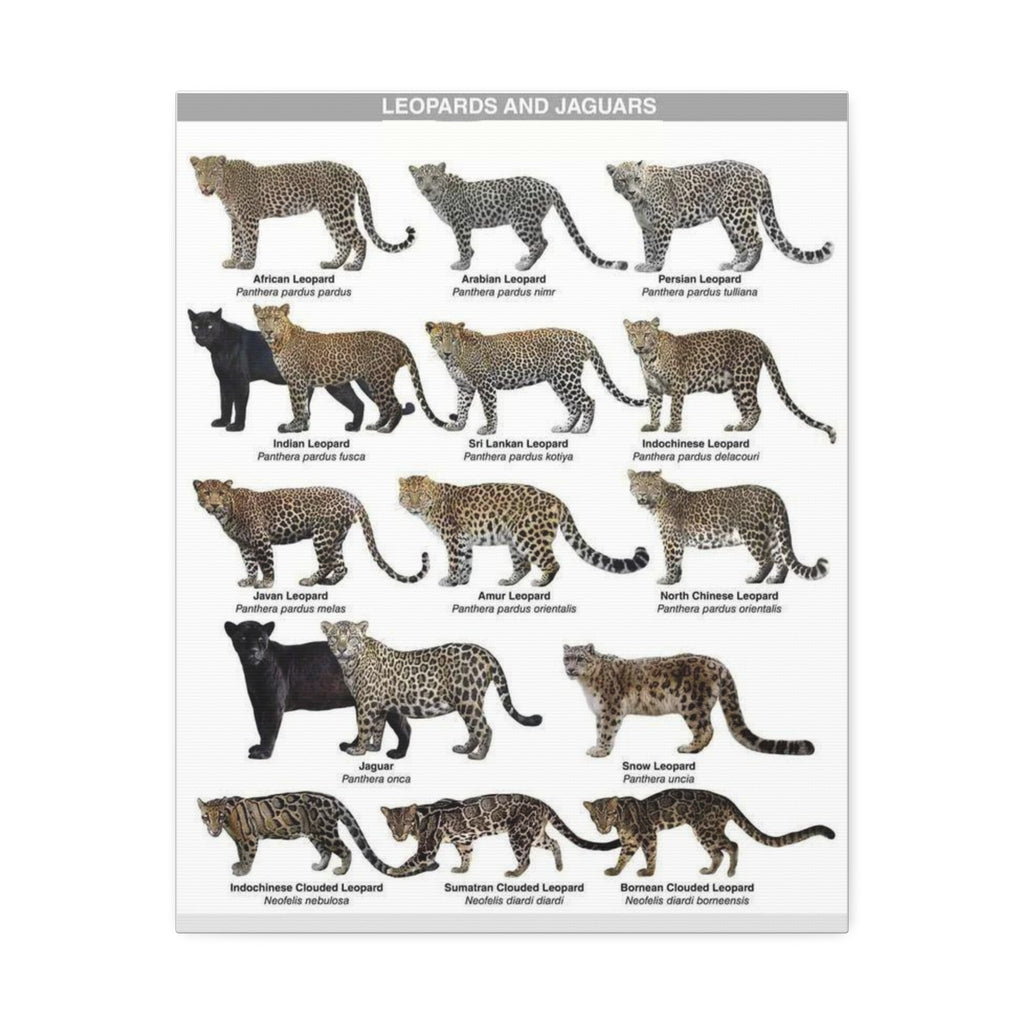 Leopards and Jaguars Around the World Poster, Leopard Subspecies Comparison Chart, Jaguar and Clouded Leopard Identification Guide, Wildlife Educational Canvas Print