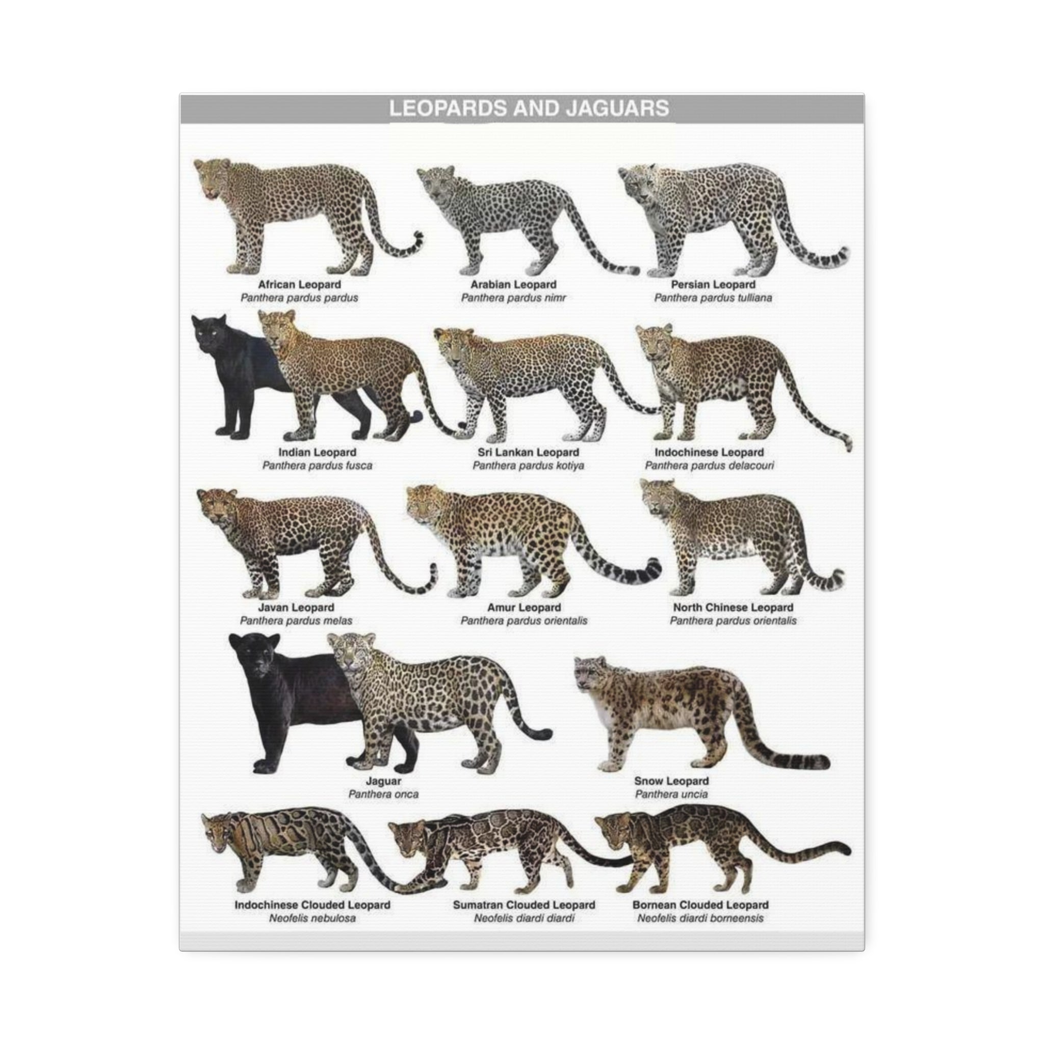 Leopards and Jaguars Around the World Poster, Leopard Subspecies Comparison Chart, Jaguar and Clouded Leopard Identification Guide, Wildlife Educational Canvas Print