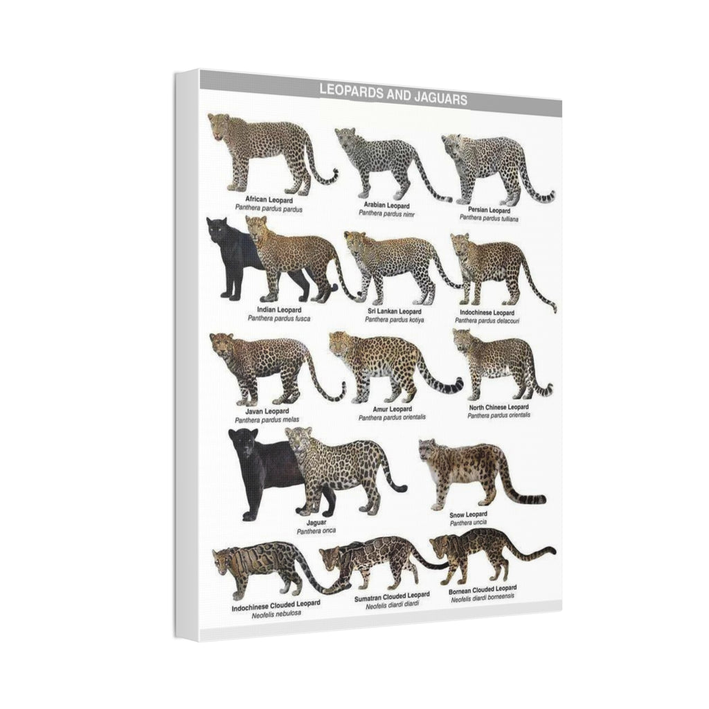 Leopards and Jaguars Around the World Poster, Leopard Subspecies Comparison Chart, Jaguar and Clouded Leopard Identification Guide, Wildlife Educational Canvas Print