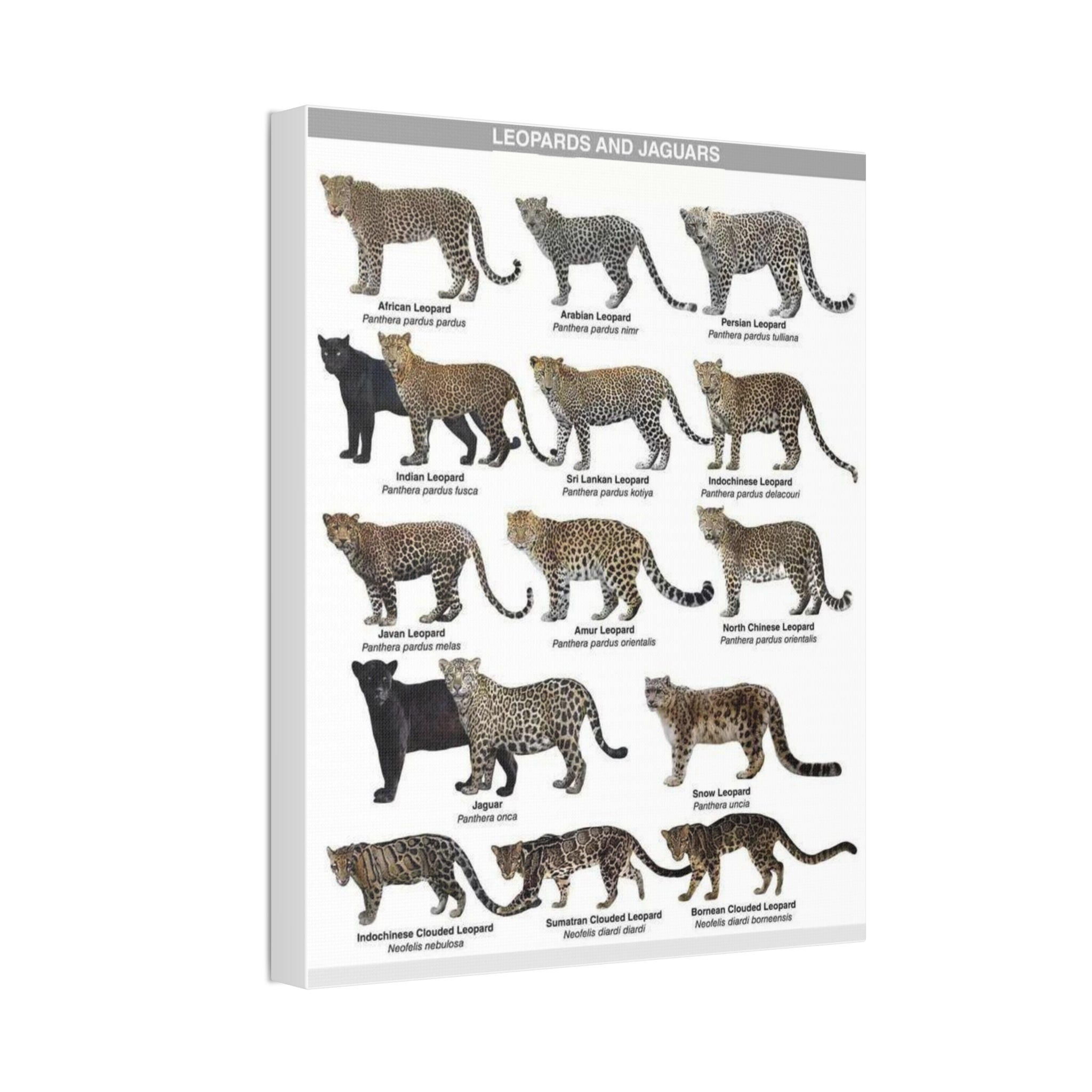 Leopards and Jaguars Around the World Poster, Leopard Subspecies Comparison Chart, Jaguar and Clouded Leopard Identification Guide, Wildlife Educational Canvas Print