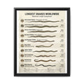 Longest Snakes Worldwide Poster, Maximum Length Comparison Chart, Largest Snake Species Guide, Wildlife Educational Canvas Print