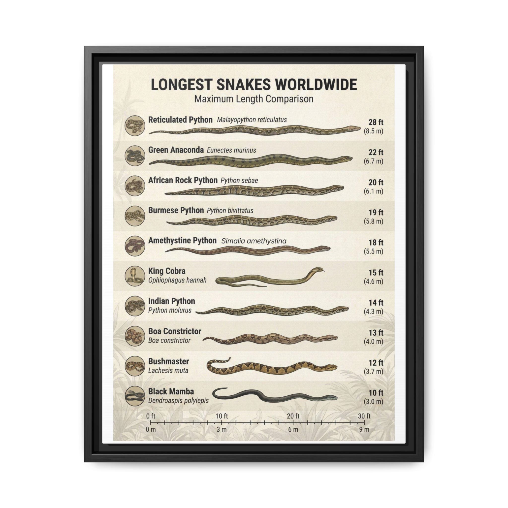 Longest Snakes Worldwide Poster, Maximum Length Comparison Chart, Largest Snake Species Guide, Wildlife Educational Canvas Print