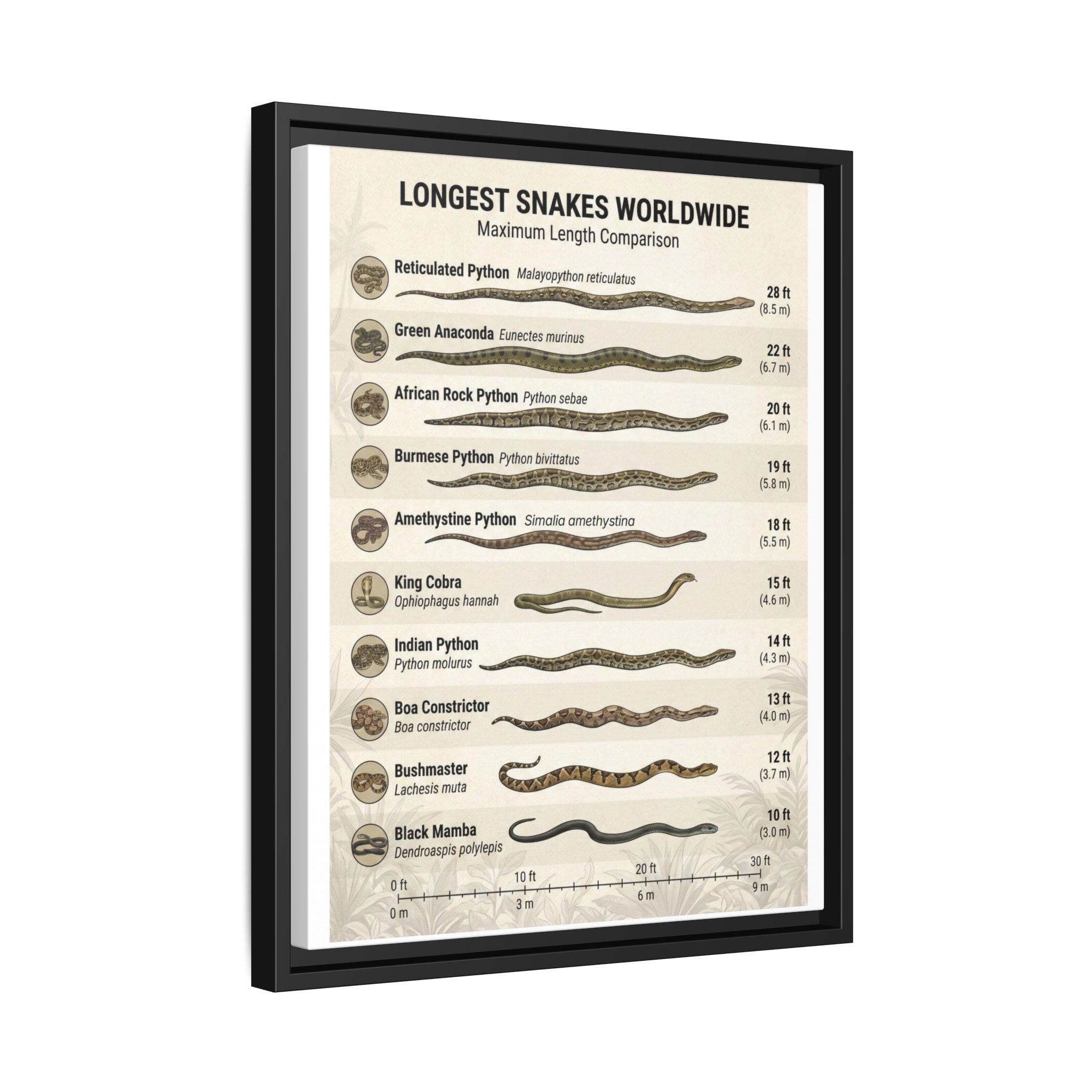 Longest Snakes Worldwide Poster, Maximum Length Comparison Chart, Largest Snake Species Guide, Wildlife Educational Canvas Print
