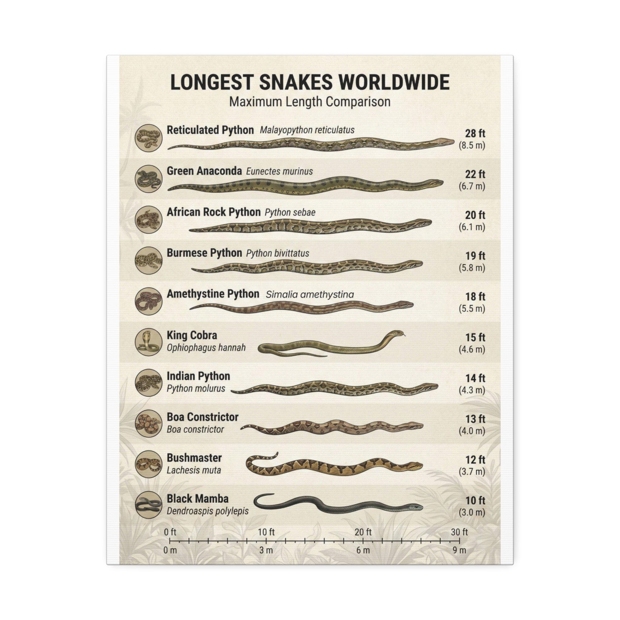 Longest Snakes Worldwide Poster, Maximum Length Comparison Chart, Largest Snake Species Guide, Wildlife Educational Canvas Print