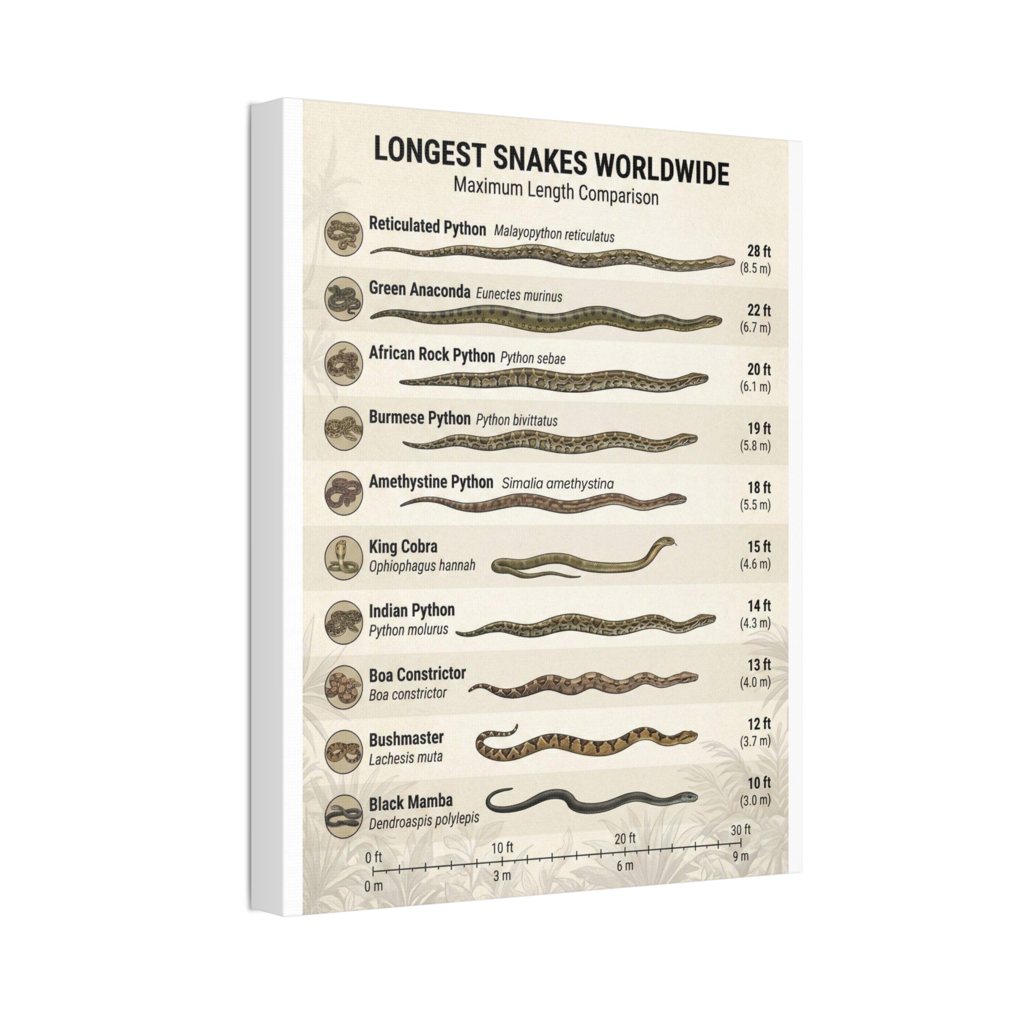 Longest Snakes Worldwide Poster, Maximum Length Comparison Chart, Largest Snake Species Guide, Wildlife Educational Canvas Print