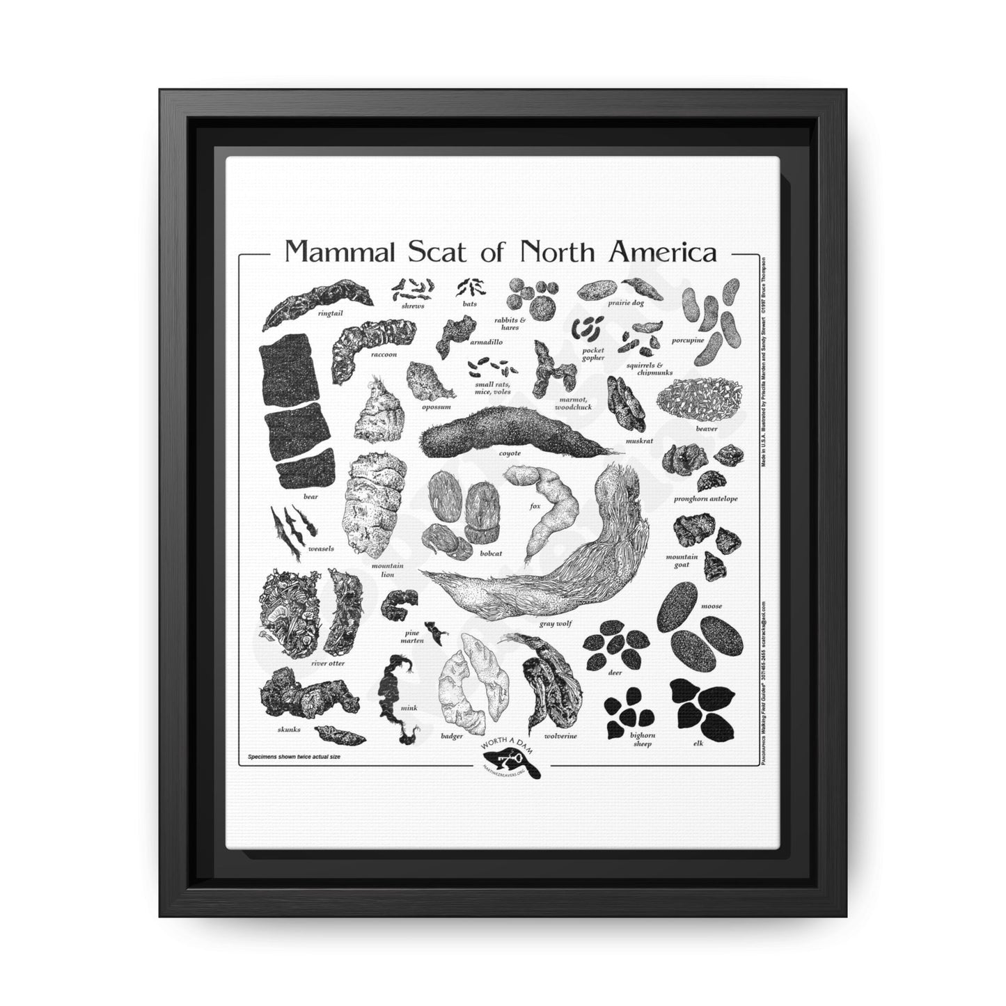 Mammal Scat Of North America Poster, North American Mammal Scat Identification Guide Horizontal Poster