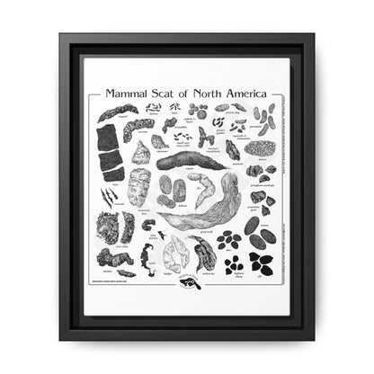 Mammal Scat Of North America Poster, North American Mammal Scat Identification Guide Horizontal Poster