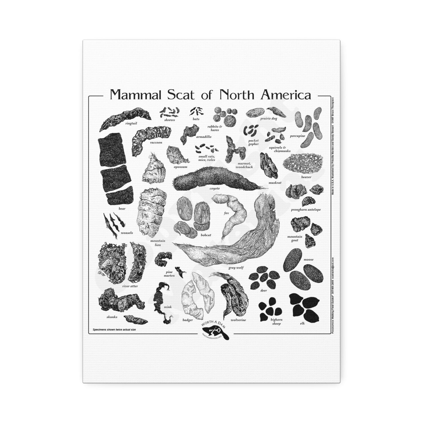 Mammal Scat Of North America Poster, North American Mammal Scat Identification Guide Horizontal Poster