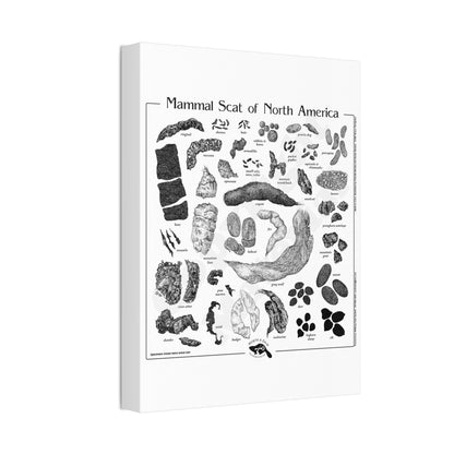 Mammal Scat Of North America Poster, North American Mammal Scat Identification Guide Horizontal Poster