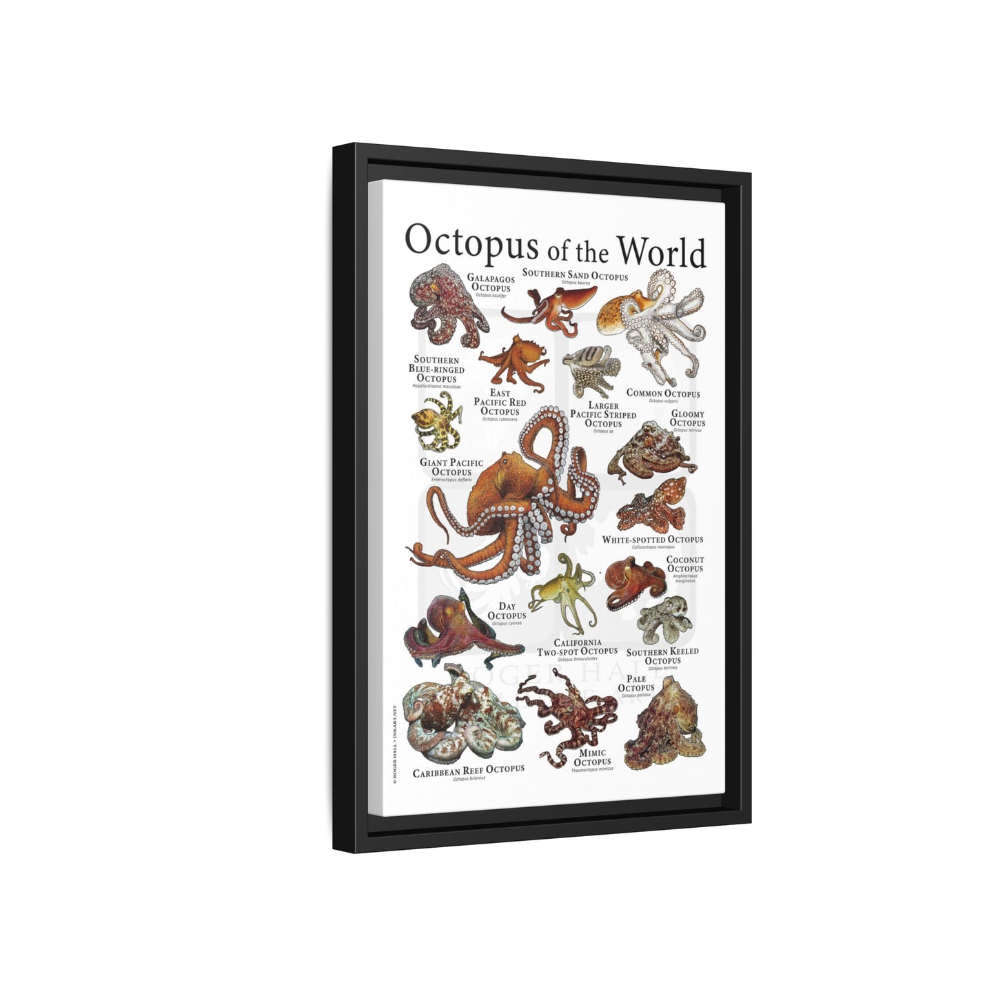 Octopus Of The World Guide Poster, Different Types Of Octopus Species Vertical Poster
