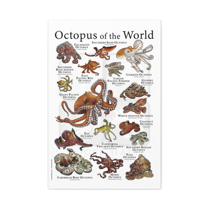Octopus Of The World Guide Poster, Different Types Of Octopus Species Vertical Poster