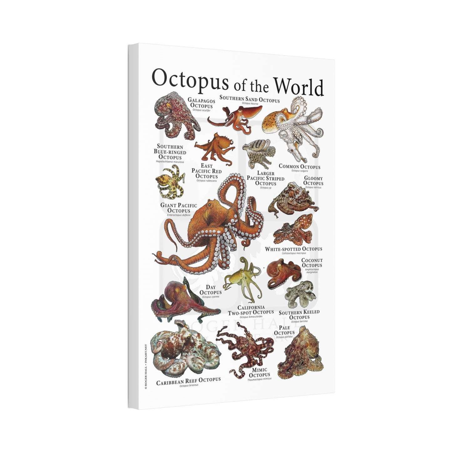 Octopus Of The World Guide Poster, Different Types Of Octopus Species Vertical Poster
