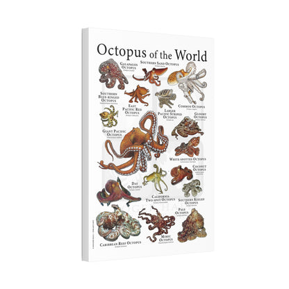 Octopus Of The World Guide Poster, Different Types Of Octopus Species Vertical Poster