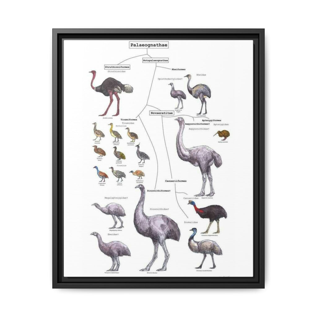Palaeognathae Birds Evolution Poster, Ratite and Tinamou Family Tree Chart, Flightless Bird Classification Guide, Ornithology Educational Canvas Print