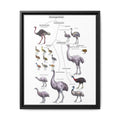 Palaeognathae Birds Evolution Poster, Ratite and Tinamou Family Tree Chart, Flightless Bird Classification Guide, Ornithology Educational Canvas Print