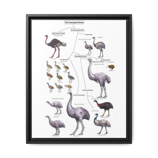 Palaeognathae Birds Evolution Poster, Ratite and Tinamou Family Tree Chart, Flightless Bird Classification Guide, Ornithology Educational Canvas Print