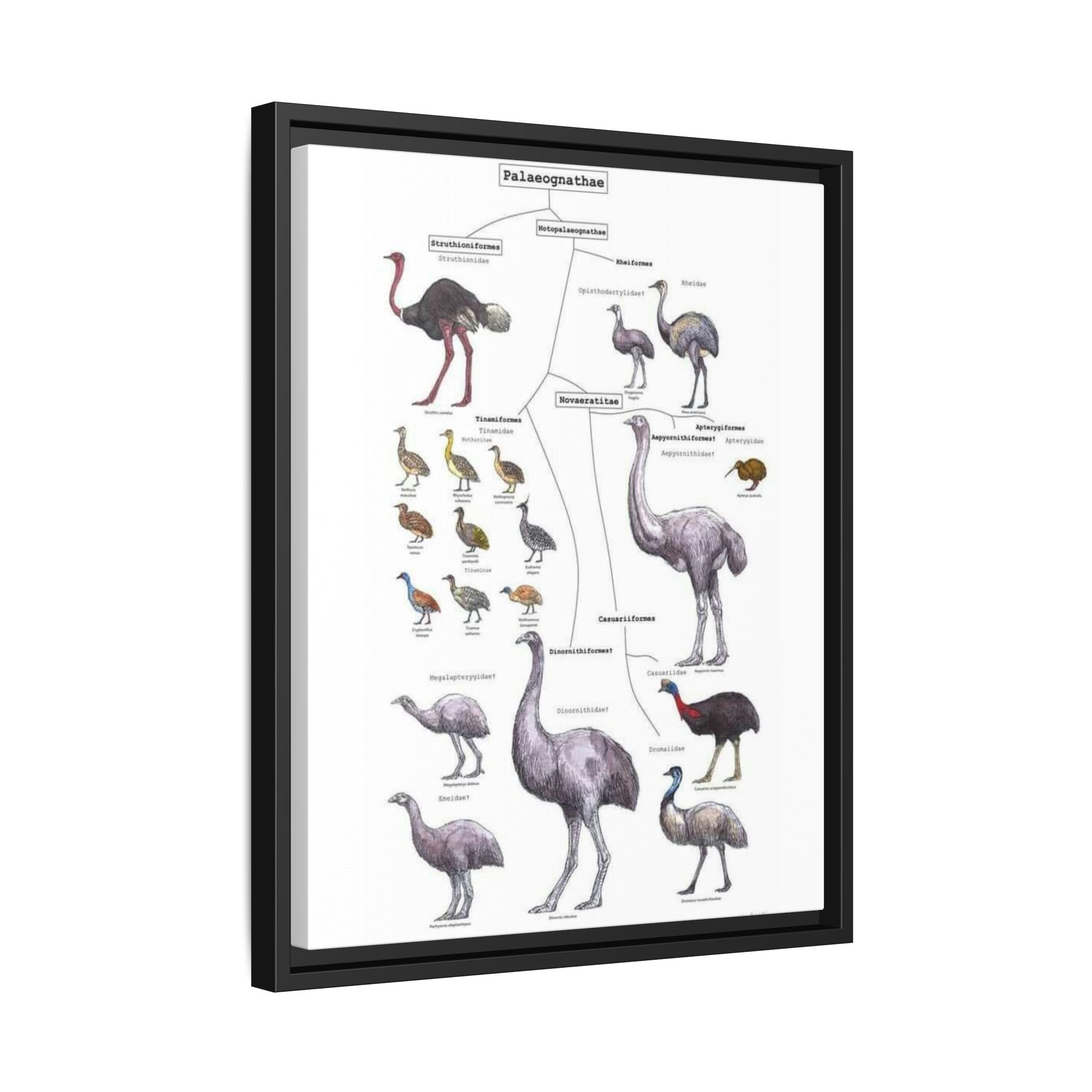 Palaeognathae Birds Evolution Poster, Ratite and Tinamou Family Tree Chart, Flightless Bird Classification Guide, Ornithology Educational Canvas Print