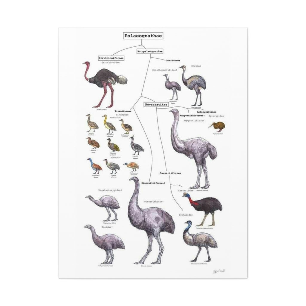 Palaeognathae Birds Evolution Poster, Ratite and Tinamou Family Tree Chart, Flightless Bird Classification Guide, Ornithology Educational Canvas Print
