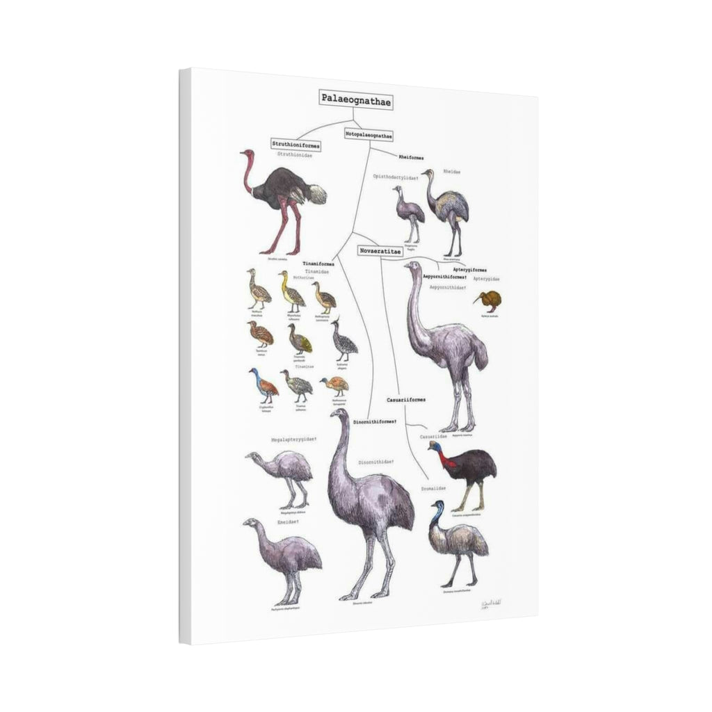 Palaeognathae Birds Evolution Poster, Ratite and Tinamou Family Tree Chart, Flightless Bird Classification Guide, Ornithology Educational Canvas Print
