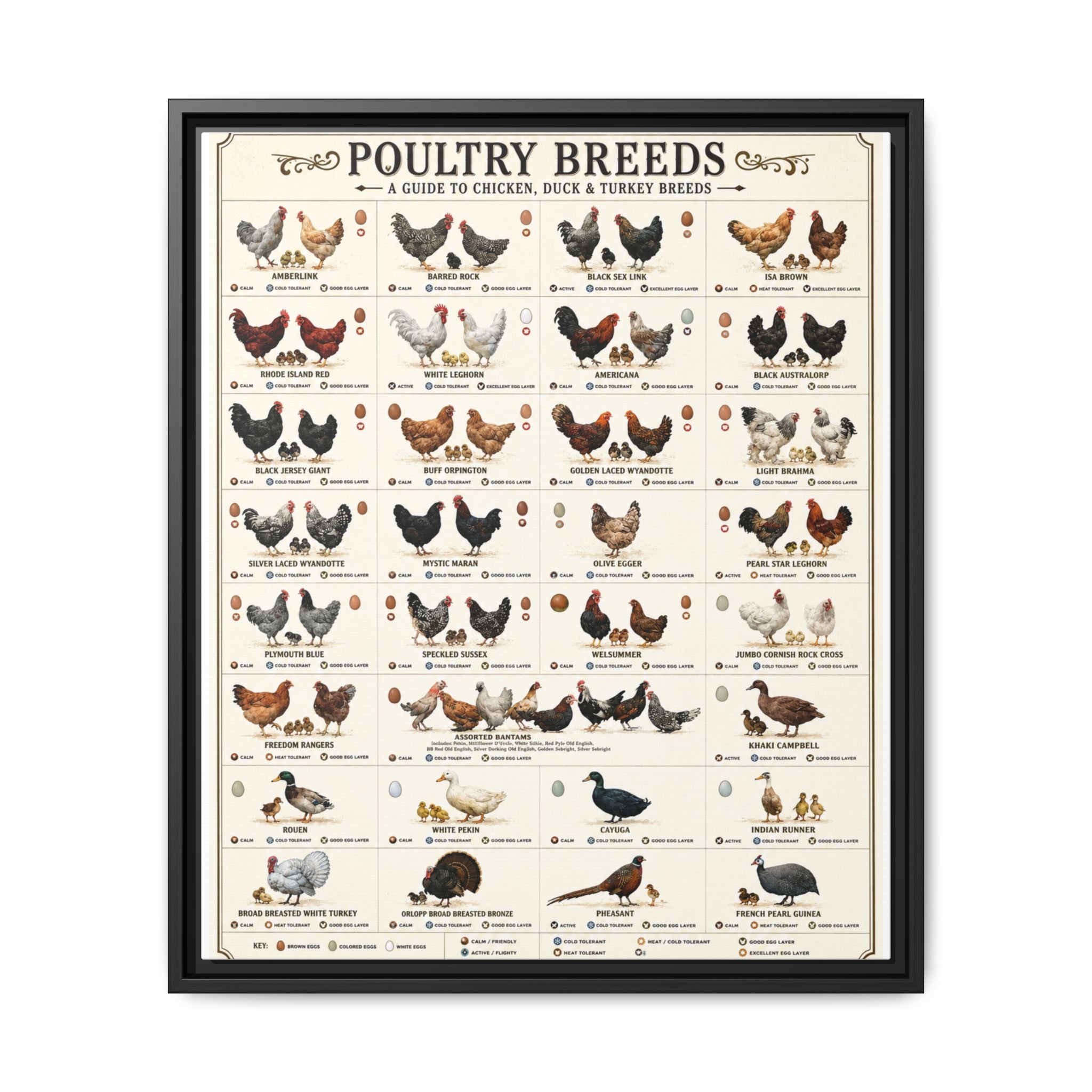 Poultry Breeds Poster, Chicken Duck Turkey Breed Identification Chart, Farm Poultry Guide, Homesteading Educational Canvas Print
