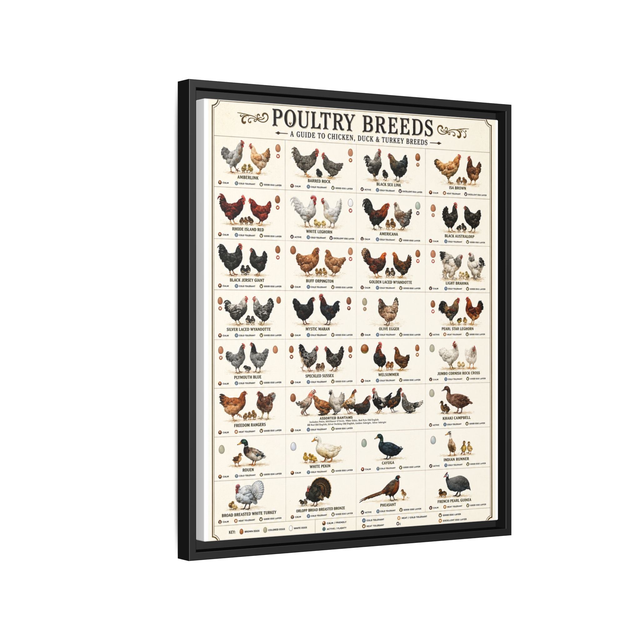 Poultry Breeds Poster, Chicken Duck Turkey Breed Identification Chart, Farm Poultry Guide, Homesteading Educational Canvas Print