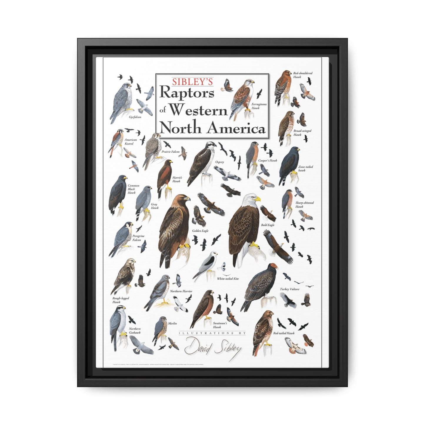 Raptors Of Western North America Poster, Birds Of Prey Species Chart Vertical Poster