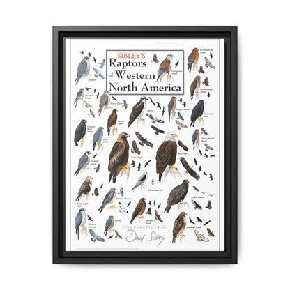 Raptors Of Western North America Poster, Birds Of Prey Species Chart Vertical Poster