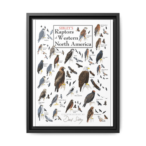Raptors Of Western North America Poster, Birds Of Prey Species Chart Vertical Poster