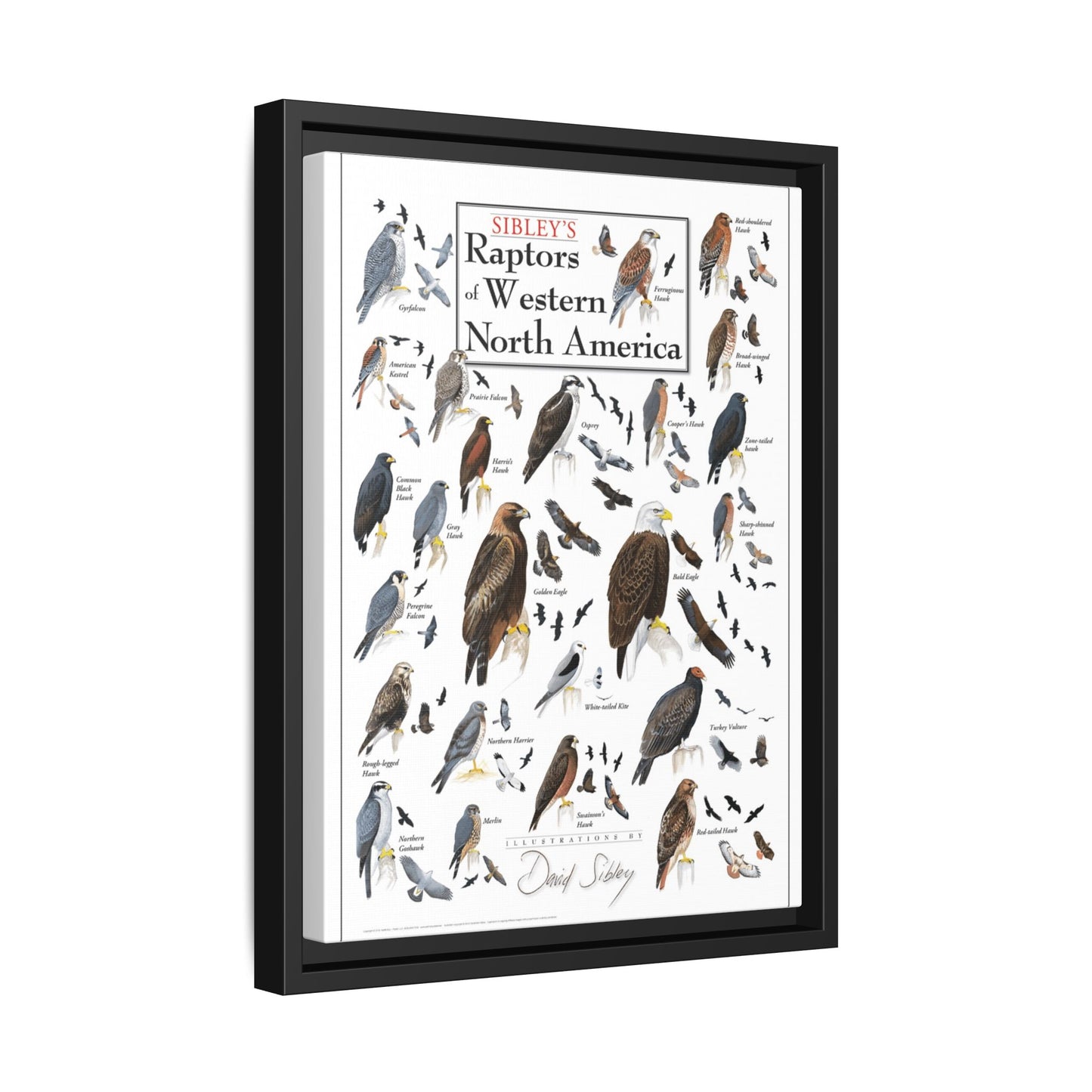 Raptors Of Western North America Poster, Birds Of Prey Species Chart Vertical Poster