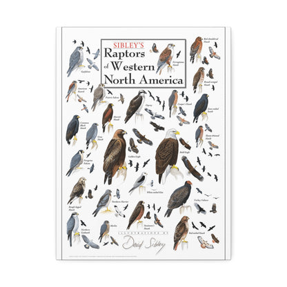 Raptors Of Western North America Poster, Birds Of Prey Species Chart Vertical Poster