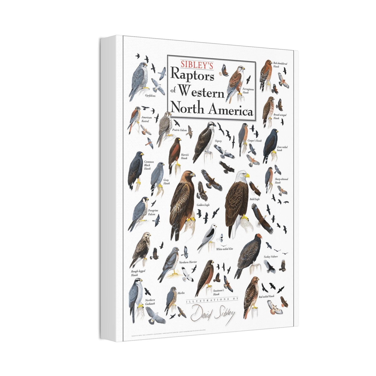 Raptors Of Western North America Poster, Birds Of Prey Species Chart Vertical Poster