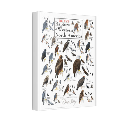 Raptors Of Western North America Poster, Birds Of Prey Species Chart Vertical Poster