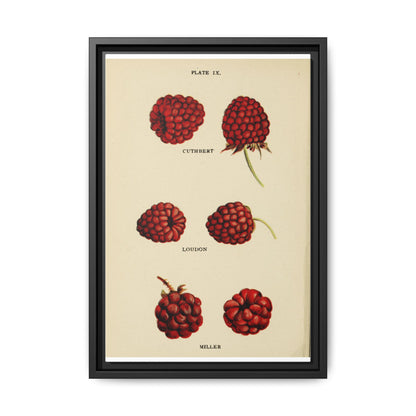 Raspberry Varieties Guide Poster, Cuthbert Loudon And Miller Raspberry Identification Vertical Poster
