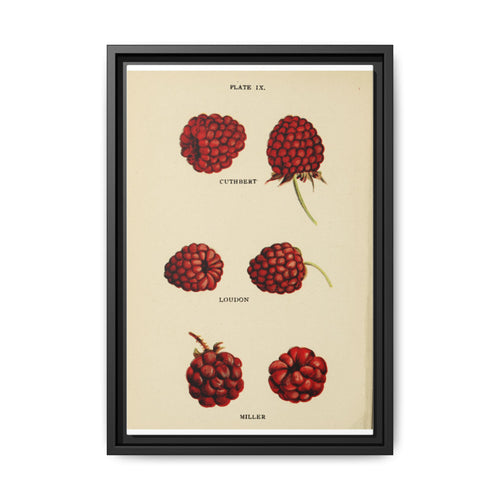 Raspberry Varieties Guide Poster, Cuthbert Loudon And Miller Raspberry Identification Vertical Poster
