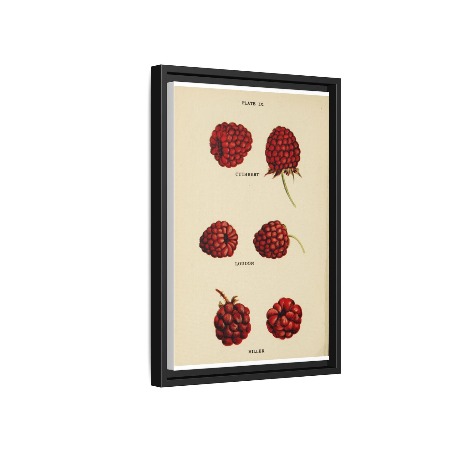 Raspberry Varieties Guide Poster, Cuthbert Loudon And Miller Raspberry Identification Vertical Poster