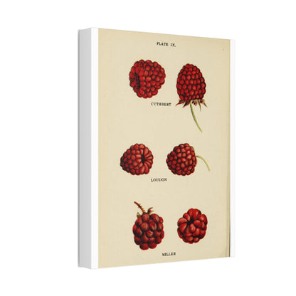 Raspberry Varieties Guide Poster, Cuthbert Loudon And Miller Raspberry Identification Vertical Poster