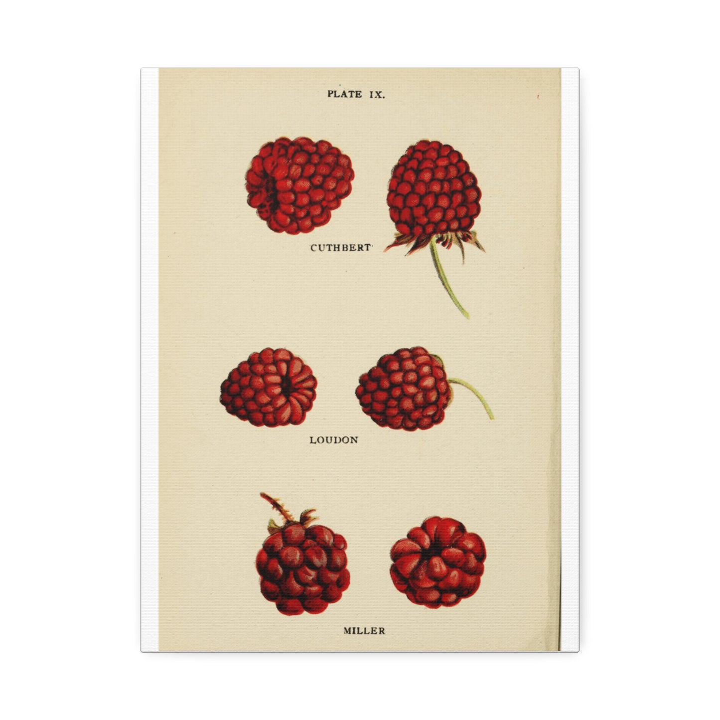 Raspberry Varieties Guide Poster, Cuthbert Loudon And Miller Raspberry Identification Vertical Poster