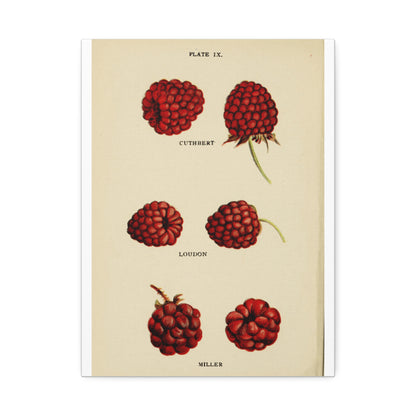 Raspberry Varieties Guide Poster, Cuthbert Loudon And Miller Raspberry Identification Vertical Poster