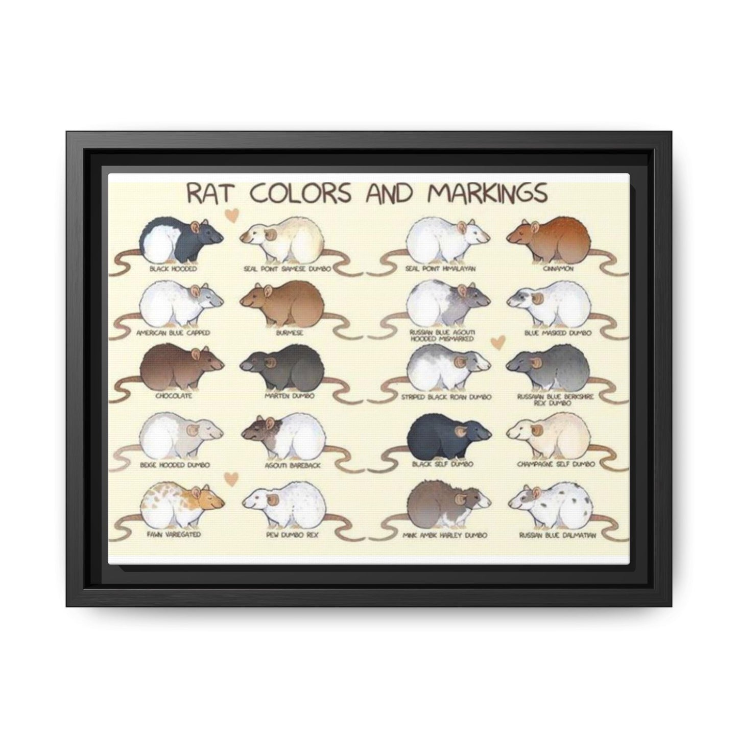 Rat Colors And Markings Poster, Rat Varieties Chart Vertical Poster