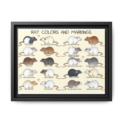Rat Colors And Markings Poster, Rat Varieties Chart Vertical Poster