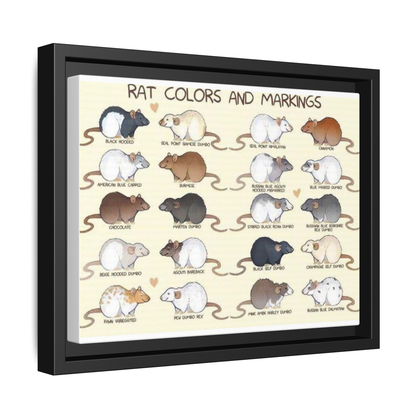 Rat Colors And Markings Poster, Rat Varieties Chart Vertical Poster