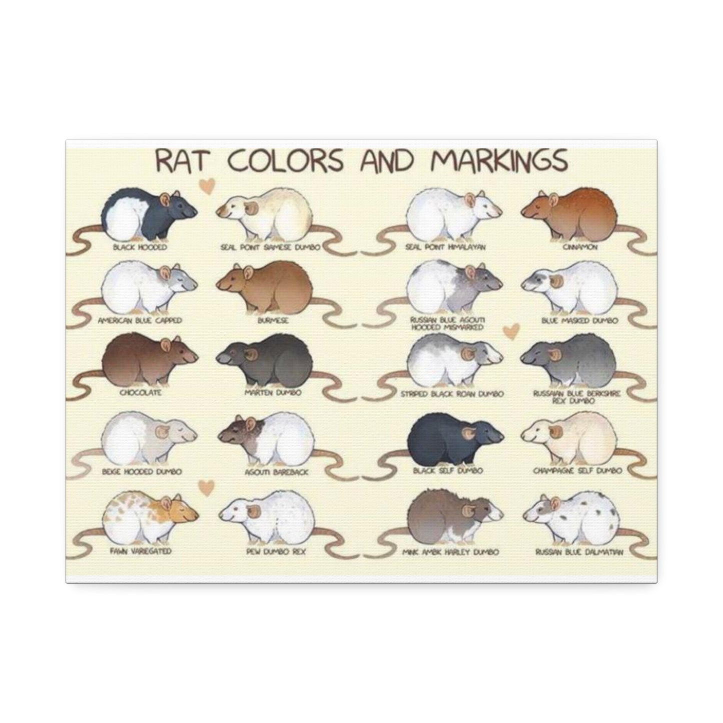 Rat Colors And Markings Poster, Rat Varieties Chart Vertical Poster