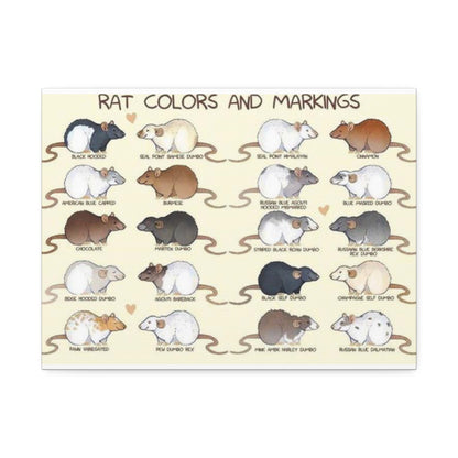 Rat Colors And Markings Poster, Rat Varieties Chart Vertical Poster
