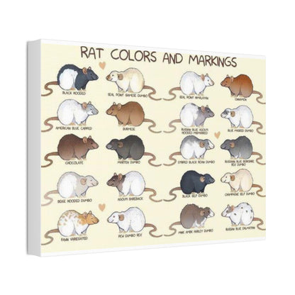 Rat Colors And Markings Poster, Rat Varieties Chart Vertical Poster