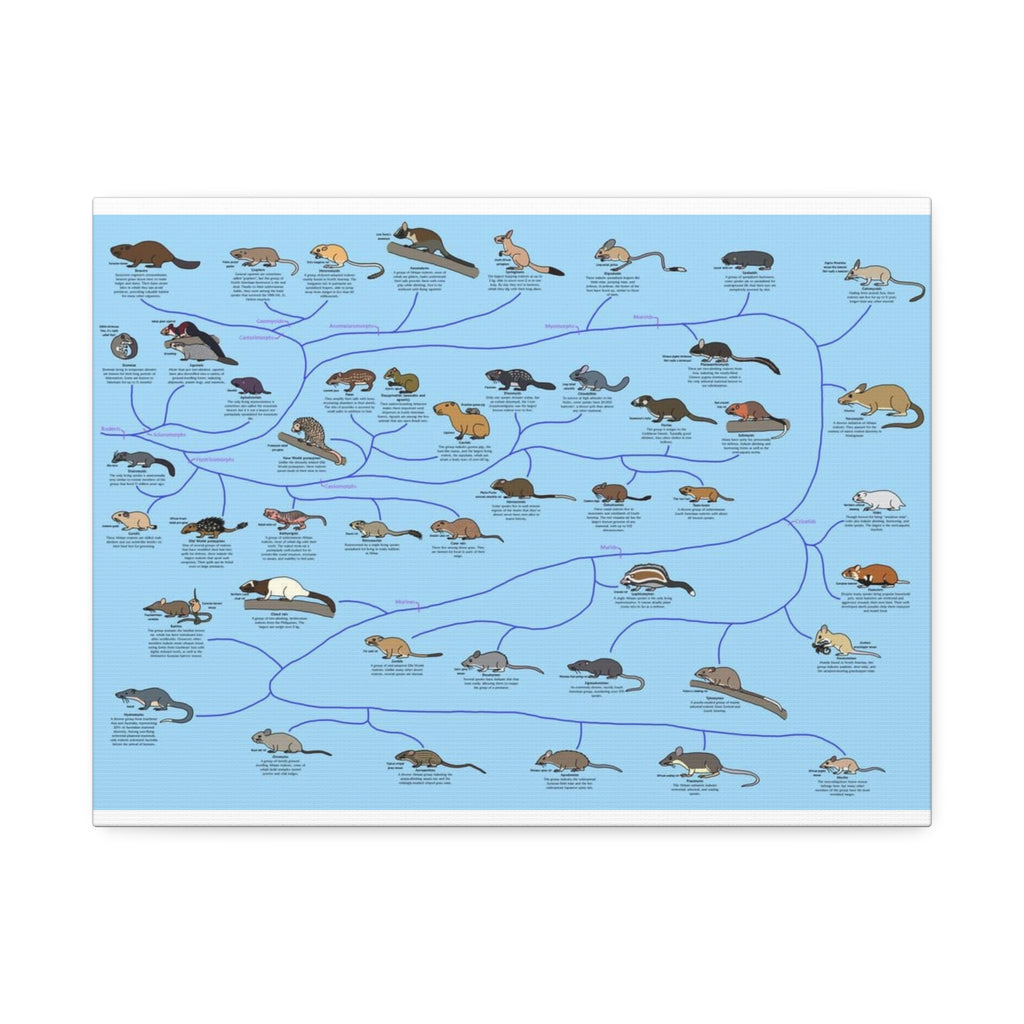 Rodents of the World Poster, Rodent Species Classification Chart, Educational Wildlife Wall Art Canvas Print
