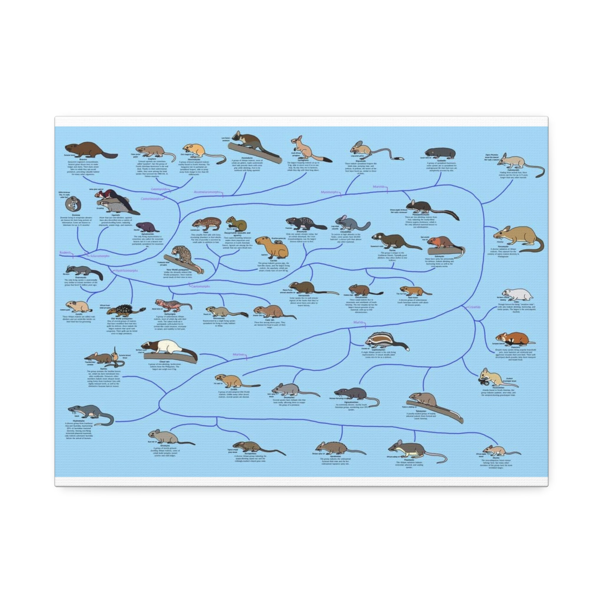 Rodents of the World Poster, Rodent Species Classification Chart, Educational Wildlife Wall Art Canvas Print